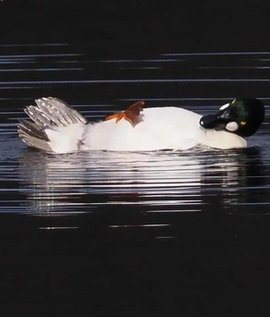 Самые смешные фото животных 2025 года — финалисты комичного конкурса Comedy Wildlife Photo Awards