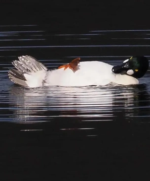 Самые смешные фото животных 2025 года — финалисты комичного конкурса Comedy Wildlife Photo Awards