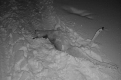Poachers Assault Residents After Hunting Dispute Near Krasnoyarsk