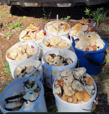 Груздочки из Сыпчегура | Источник: читатель «Чита.Ру»