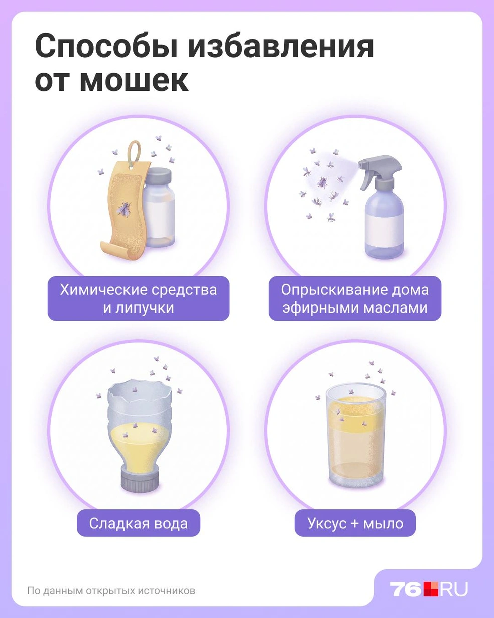 Лайфхаки и действенные способы по борьбе с мошками | Источник: Евгения Бикунова / Городские порталы