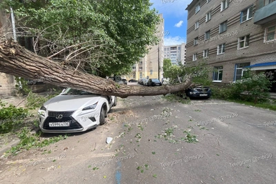 Упавшее из-за ветра дерево повредило две иномарки в Воронеже