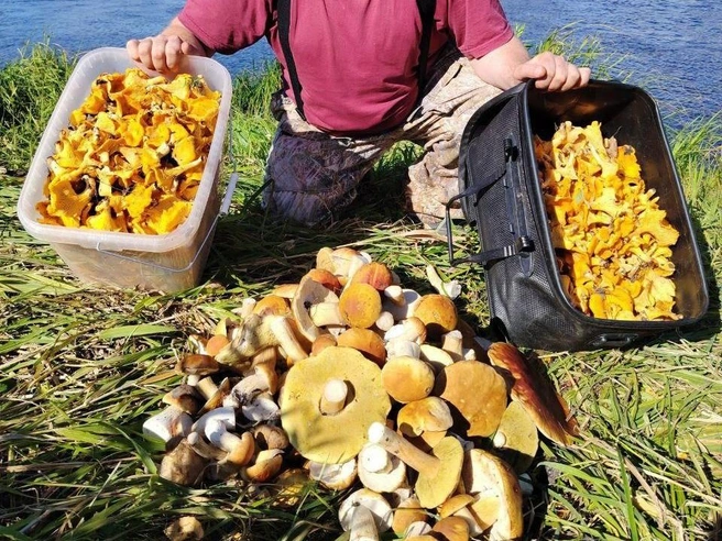 Одни ради грибного улова встают в 4 утра и идут в лес, другие — полчасика гуляют возле дачи | Источник: Грибной воин ХМАО / T.me