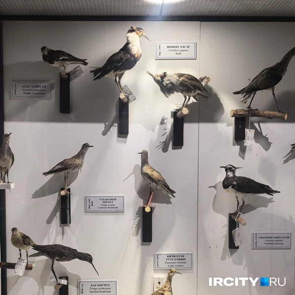 Птицы Монголии | Источник: Алёна Кашпарова / IRCITY.RU