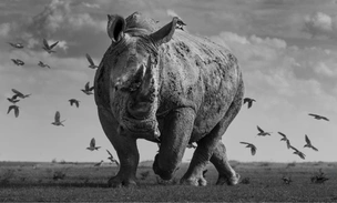 Суровый носорог и компания: взгляните на лучшие снимки любителей, вышедшие в финал конкурса черно-белых фотографий Exposure One Awards 2025