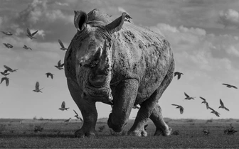 Суровый носорог и компания: взгляните на лучшие снимки любителей, вышедшие в финал конкурса черно-белых фотографий Exposure One Awards 2025