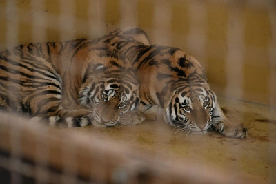 Амурские тигры переехали в новый вольер в Казани