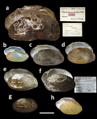 Индийский моллюск — родня африканскому: как малакологи выяснили судьбу Бирманской плиты