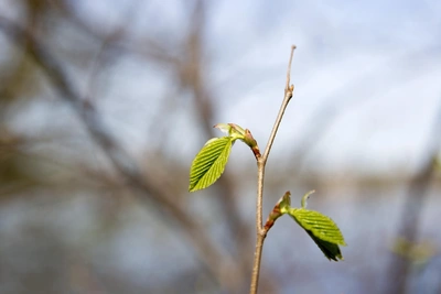 Алтайский край ждет резкое потепление на выходных