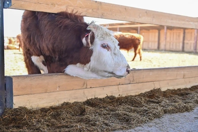 В Джидинском районе строят откормочный комплекс на 5 тыс голов
