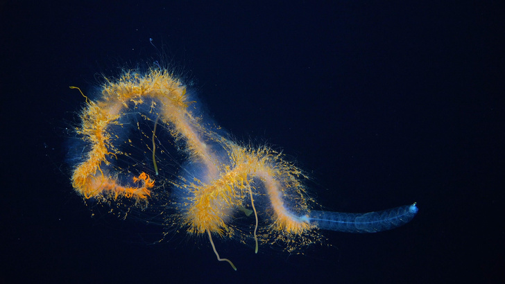 Соседи спагетти-монстра: в океане у острова Пасхи нашли десятки неизвестных науке видов