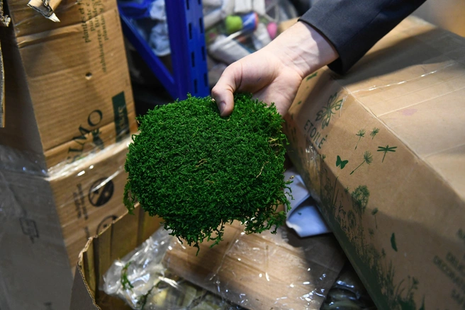 Мешочки с мхами размещали на высоте 2,5 метра над землей и оставляли на два месяца | 142.ru