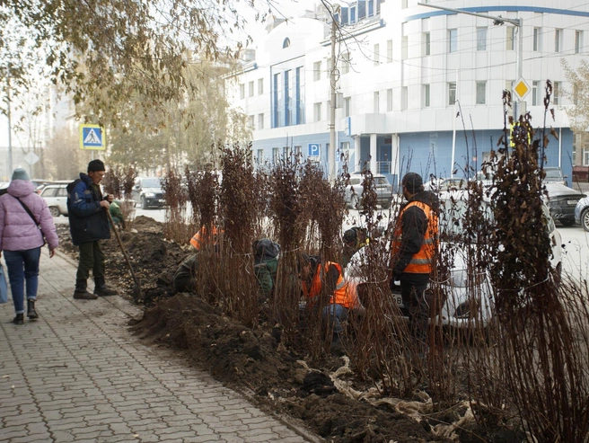 Городские власти намерены с помощью растений препятствовать парковке нарушителей. | Источник: Источник: Андрей Бортко, NGS.RU