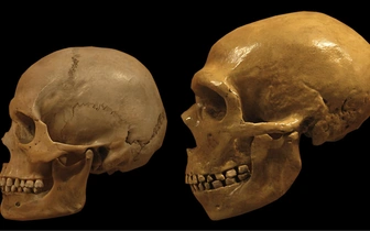 Математика помогла выяснить, куда исчезли неандертальцы