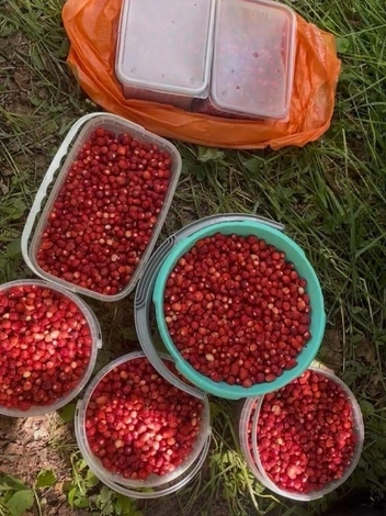 Вкуснятина | Источник: Грибы Ярославской области / vk.com