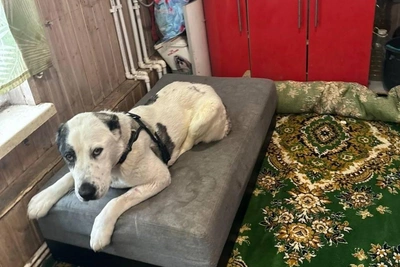 В Новосибирске ищут дом для алабая-инвалида Астры