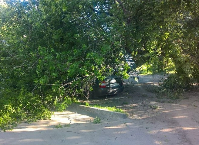 В Рязани дерево упало на автомобиль | ya62.ru