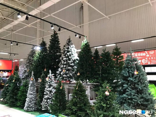 Какое разнообразие елей  | Источник: Дмитрий Мамаев / NGS24.RU 