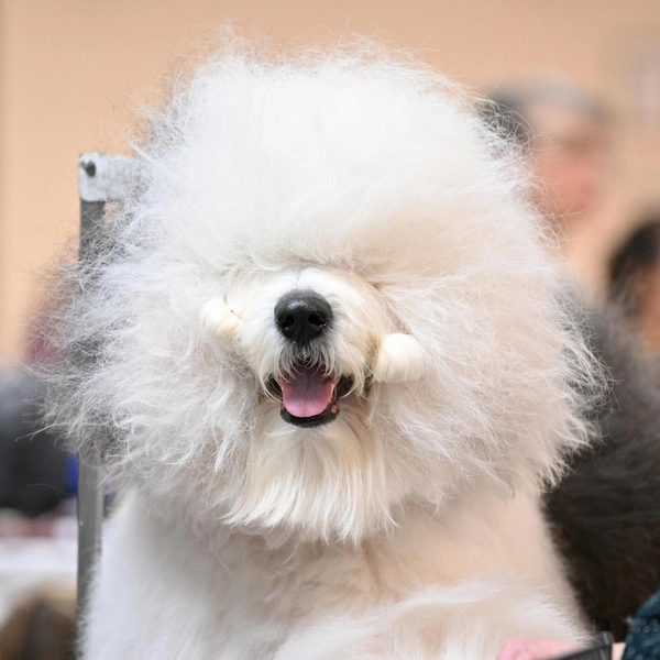 Источник: Bryan Bedder/Getty Images for Westminster Kennel Club