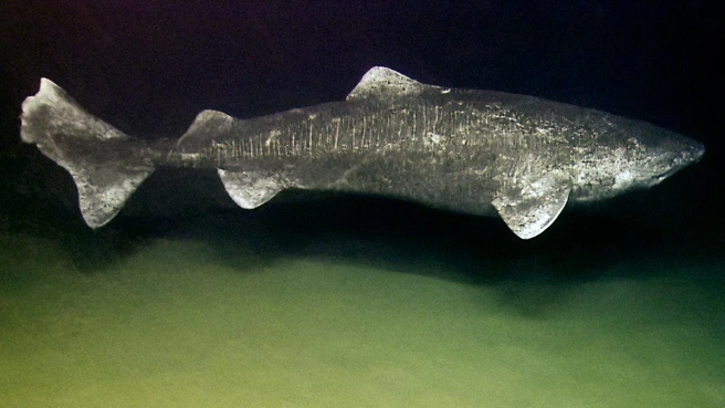 Гренландская полярная акула водится в холодных водах  | Источник: программа NOAA Okeanos Explorer, ru.wikipedia.org, общественное достояние 