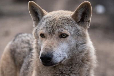 Распределение волков по районам Алтайского края