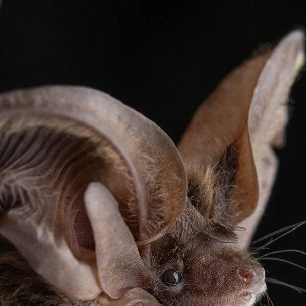 Ушан Аллена (Idionycteris phyllotis) | Источник: José Gabriel Martínez-Fonseca via PetaPixel