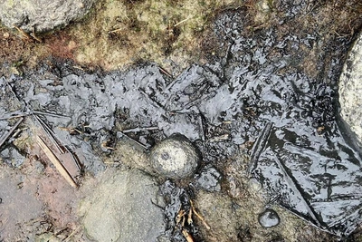 Дрозденко: загрязнение Финского залива связано с атаками