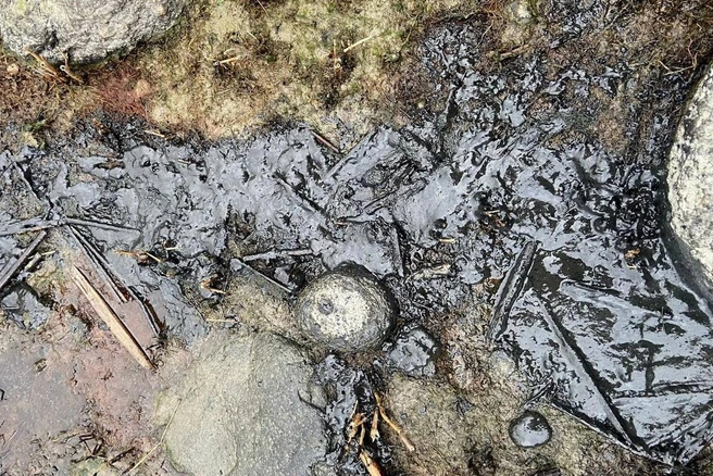 «Море прибивает что-то дополнительно». Эконадзор Ленобласти сообщил о ликвидации нефтеразлива