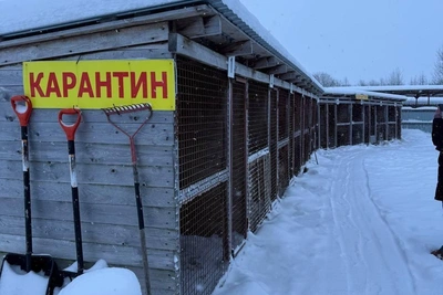 Массовая гибель животных в приюте под Архангельском: итоги проверки
