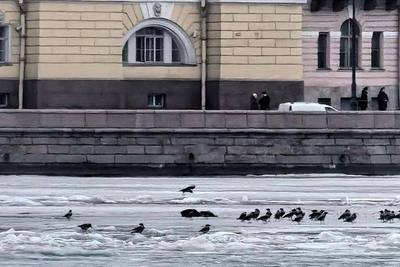 Мусорный пакет на льду Невы приняли за нерпу