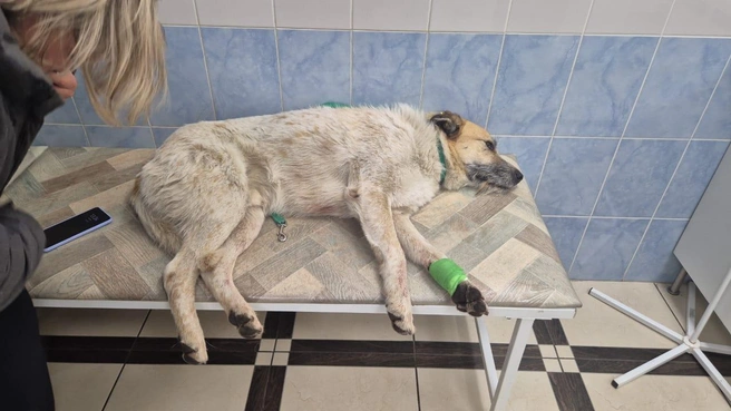 Животному потребовалась срочная операция | Источник: читатель НГС