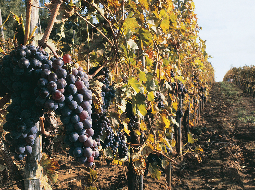 Вино с приставкой «bio»: кто ввел тренд на биодинамические вина и где их искать | marieclaire.ru