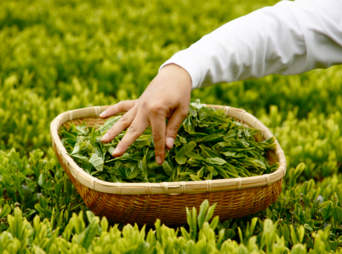 Секреты чайных плантаций: как создается самый популярный напиток
