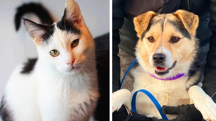 Котопёс недели: возьмите из приюта пса-тусовщика Арсения или кота-детектива Эркюля | Источник: приют «Печатники»