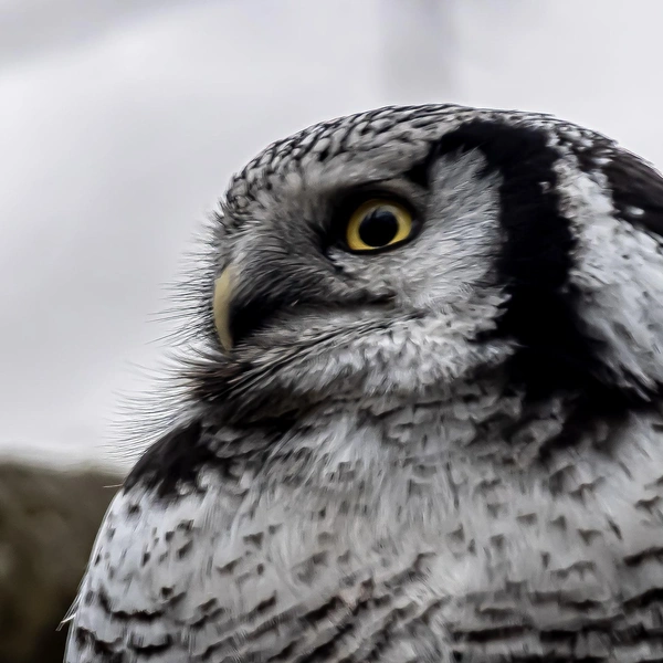 Источник: Антон Кубышкин / Птицы СПб и России 