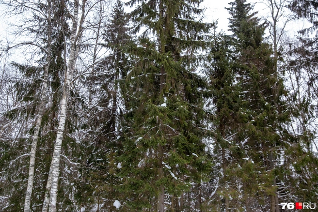 Зима — прекрасное время, чтобы полюбоваться дикой природой | Источник: Кирилл Поверинов / 76.RU