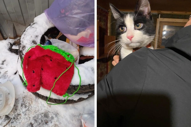 Котика спасли от смерти | Источник: Елена Славинскене