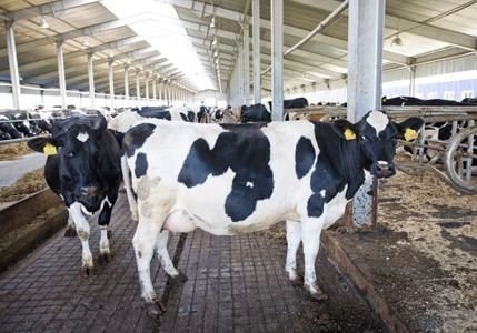 В Рязанской области на 3,4% выросло производство молока | ya62.ru