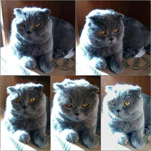 Злость, любовь, месть и еще 15 эмоций котов