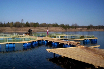 Ни себе ни людям: мошенники на рыбоводных аукционах