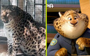 Офицер Когтяузер: почему зоопарк передумал сажать на диету толстого леопарда?