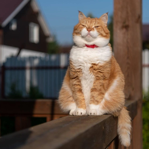 Кошка танцует, кошка кричит: 20 самых ярких снимков лауреатов ежегодной фотопремии 35awards, Всемирный день кошек, смешные фото кошек | Источник: Сергей Пупонин, 35awards