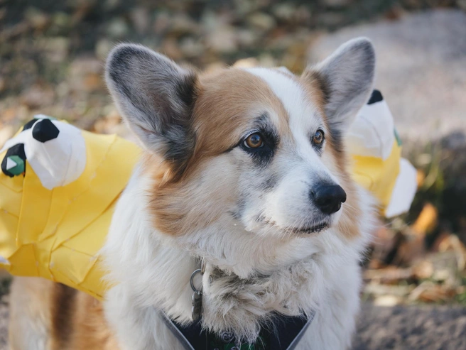 Корги гулял без поводка во время инцидента. | Источник: Дарья Пона