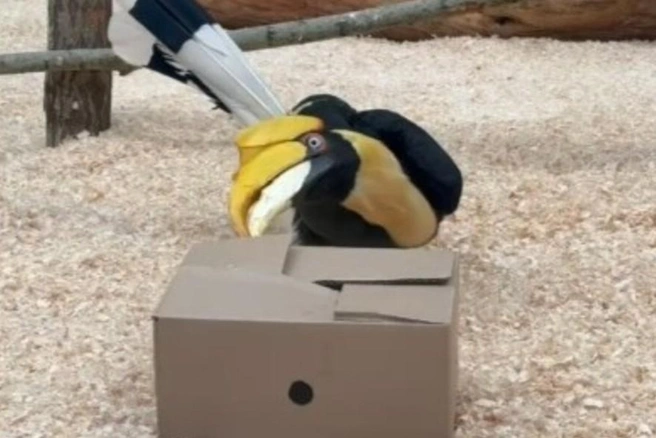 Загадка в коробке: птицы калао в Ленинградском зоопарке прошли тест на сообразительность — милое видео | Источник: Ленинградский зоопарк