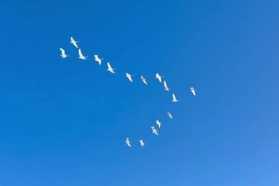 Swans in the Frosty Sky of Leningrad Region