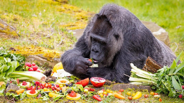 Самая старая горилла в мире отметила 67-й день рождения: 10 лучших фото старушки Фату