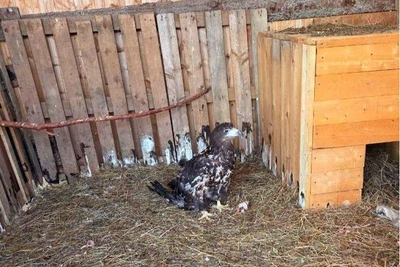 В приюте «Антидогхантер» нашли краснокнижного орлана