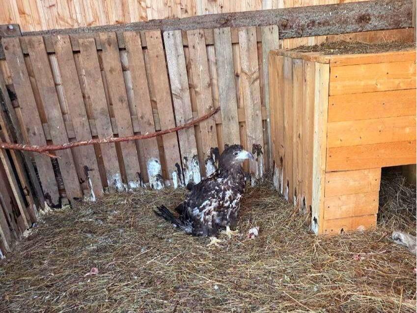 Прокуратура Прикамья: в приюте «Антидогхантер» в плохих условиях жил краснокнижный орлан-белохвост 