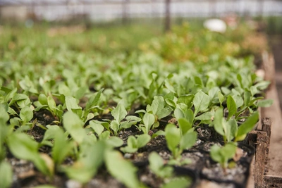 2026 seedling planting: Lunar calendar and key dates