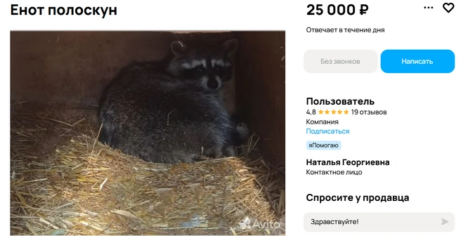 Более крупный питомец | Источник: Авито